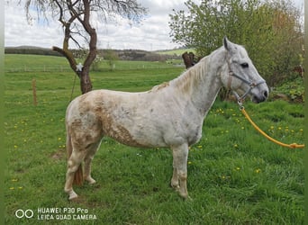 Paint Horse, Stute, 18 Jahre, 155 cm, Apfelschimmel