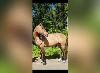 Paint Horse Mix, Stute, 19 Jahre, 150 cm, Buckskin