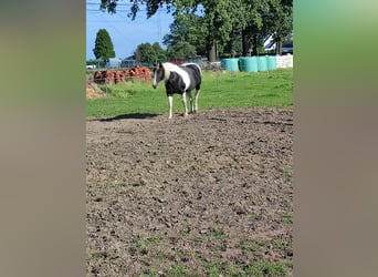 Paint Horse, Stute, 19 Jahre, 150 cm, Schecke