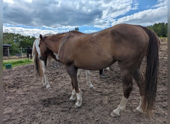 Paint Horse, Stute, 19 Jahre, 151 cm, Dunkelfuchs