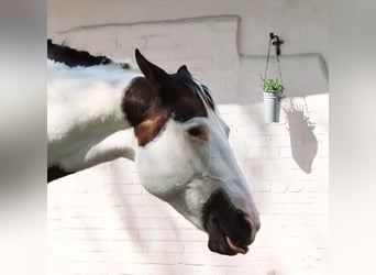 Paint Horse, Stute, 19 Jahre, 158 cm, Tobiano-alle-Farben