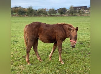 Paint Horse, Stute, 1 Jahr, 147 cm, Fuchs