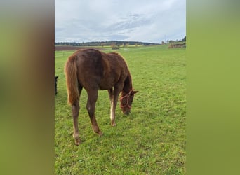 Paint Horse, Stute, 1 Jahr, 147 cm, Fuchs