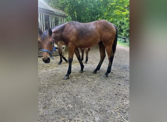 Paint Horse, Stute, 1 Jahr, 148 cm, Brauner