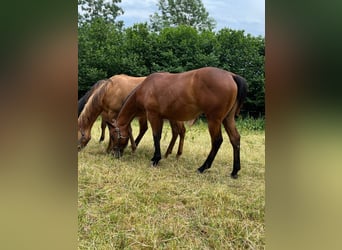Paint Horse, Stute, 1 Jahr, 148 cm, Brauner