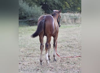 Paint Horse, Stute, 1 Jahr, 150 cm, Brauner