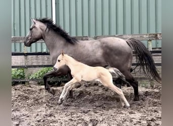 Paint Horse, Stute, 1 Jahr, 150 cm, Buckskin