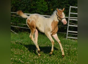 Paint Horse, Stute, 1 Jahr, 150 cm, Champagne