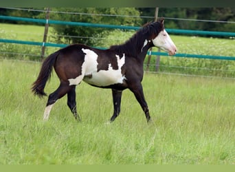 Paint Horse, Stute, 1 Jahr, 150 cm, Overo-alle-Farben