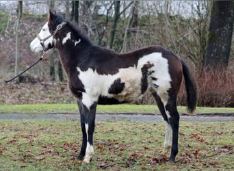 Paint Horse, Stute, 1 Jahr, 150 cm, Overo-alle-Farben