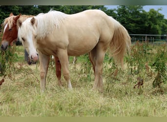 Paint Horse, Stute, 1 Jahr, 150 cm, Palomino