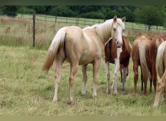 Paint Horse, Stute, 1 Jahr, 150 cm, Palomino