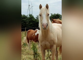 Paint Horse, Stute, 1 Jahr, 150 cm, Palomino