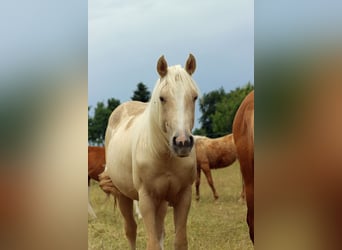 Paint Horse, Stute, 1 Jahr, 150 cm, Palomino