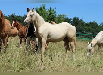 Paint Horse, Stute, 1 Jahr, 150 cm, Palomino