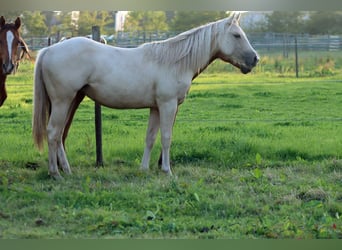 Paint Horse, Stute, 1 Jahr, 150 cm, Palomino