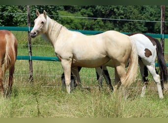 Paint Horse, Stute, 1 Jahr, 150 cm, Palomino
