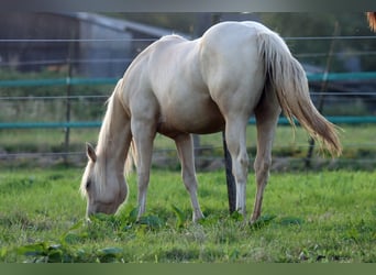 Paint Horse, Stute, 1 Jahr, 150 cm, Palomino