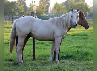 Paint Horse, Stute, 1 Jahr, 150 cm, Palomino
