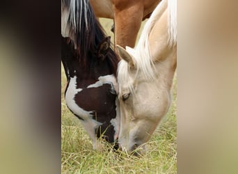 Paint Horse, Stute, 1 Jahr, 150 cm, Palomino