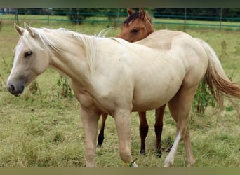 Paint Horse, Stute, 1 Jahr, 150 cm, Palomino