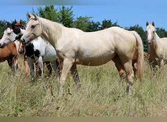 Paint Horse, Stute, 1 Jahr, 150 cm, Palomino