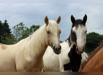 Paint Horse, Stute, 1 Jahr, 150 cm, Palomino