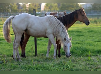 Paint Horse, Stute, 1 Jahr, 150 cm, Palomino