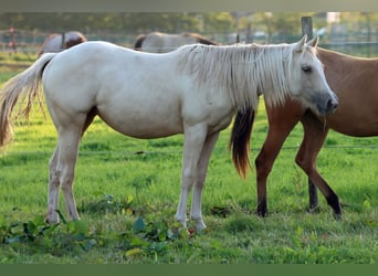 Paint Horse, Stute, 1 Jahr, 150 cm, Palomino