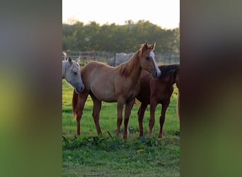 Paint Horse, Stute, 1 Jahr, 150 cm, Red Dun