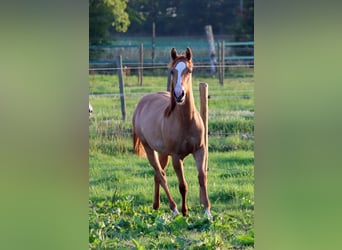 Paint Horse, Stute, 1 Jahr, 150 cm, Red Dun