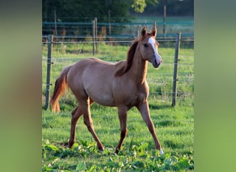 Paint Horse, Stute, 1 Jahr, 150 cm, Red Dun