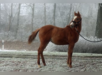 Paint Horse, Stute, 1 Jahr, 150 cm, Red Dun