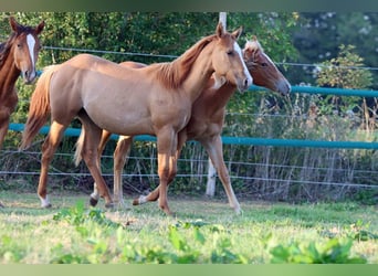 Paint Horse, Stute, 1 Jahr, 150 cm, Red Dun