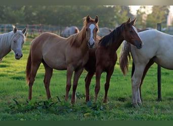 Paint Horse, Stute, 1 Jahr, 150 cm, Red Dun