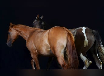 Paint Horse, Stute, 1 Jahr, 150 cm, Red Dun