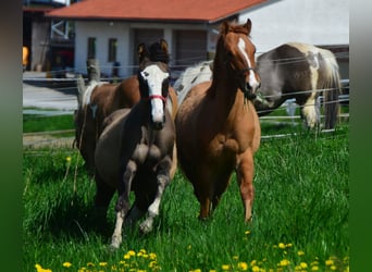Paint Horse, Stute, 1 Jahr, 150 cm, Red Dun