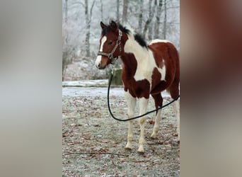 Paint Horse, Stute, 1 Jahr, 150 cm, Tobiano-alle-Farben