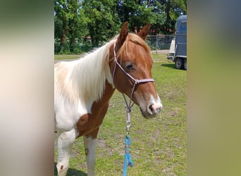 Paint Horse, Stute, 1 Jahr, 150 cm, Tobiano-alle-Farben