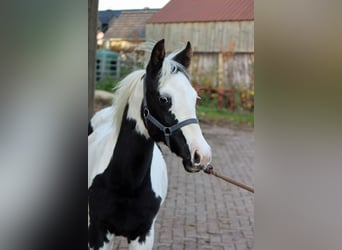 Paint Horse, Stute, 1 Jahr, 150 cm, Tovero-alle-Farben