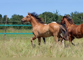 Paint Horse, Stute, 1 Jahr, 150 cm