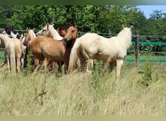 Paint Horse, Stute, 1 Jahr, 150 cm