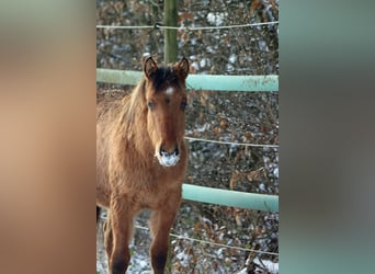 Paint Horse, Stute, 1 Jahr, 150 cm