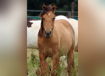 Paint Horse, Stute, 1 Jahr, 150 cm