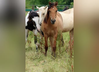 Paint Horse, Stute, 1 Jahr, 150 cm