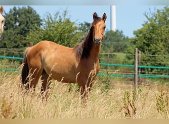 Paint Horse, Stute, 1 Jahr, 150 cm