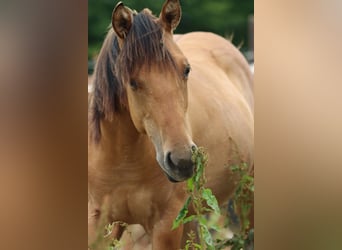 Paint Horse, Stute, 1 Jahr, 150 cm