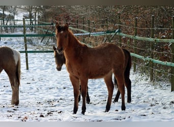 Paint Horse, Stute, 1 Jahr, 150 cm
