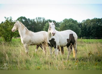 Paint Horse, Stute, 1 Jahr, 152 cm, Schecke