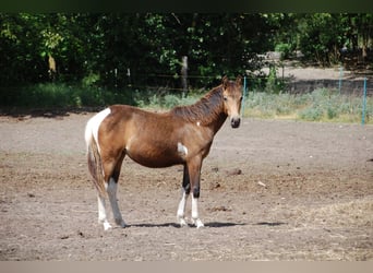 Paint Horse, Stute, 1 Jahr, 152 cm, Tobiano-alle-Farben
